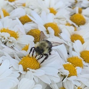 Meet your Posher, Mandi